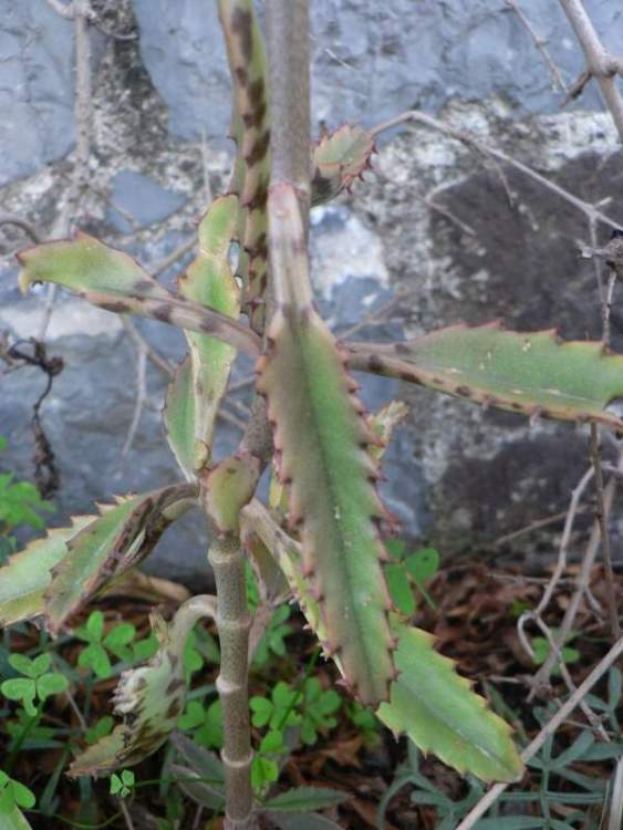 Bryophyllum daigremontianum (Raym.-Hamet & Perr.) A. Berger