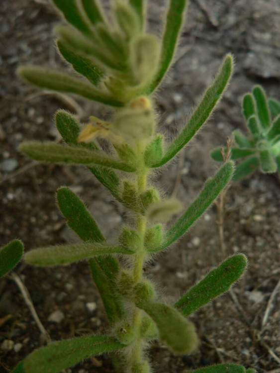 Ajuga iva subsp. pseudoiva (Labill. & Castagne ex DC.) Holmboe