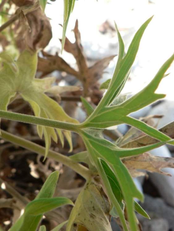 Delphinium pictum Willd. subsp. requienii (DC.) Arcang.