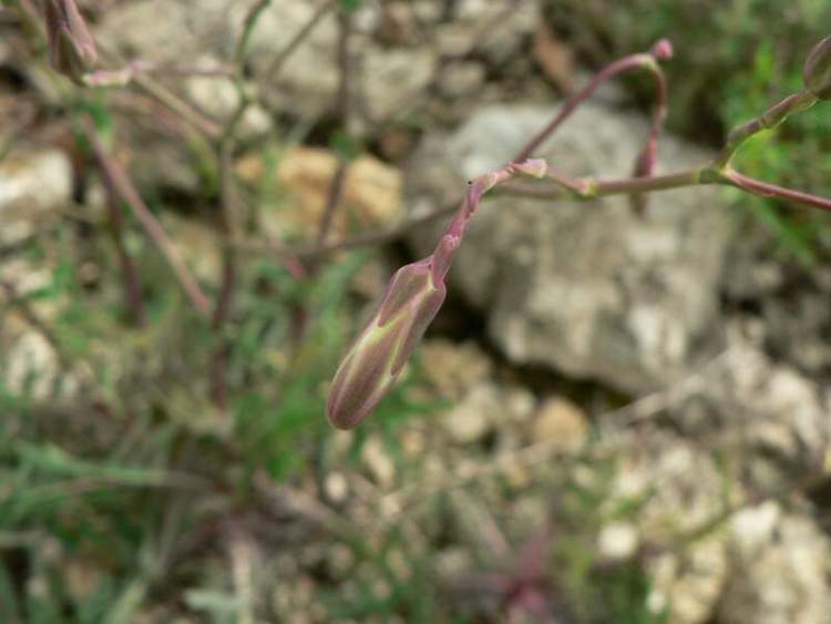 Lactuca perennis L. subsp. perennis