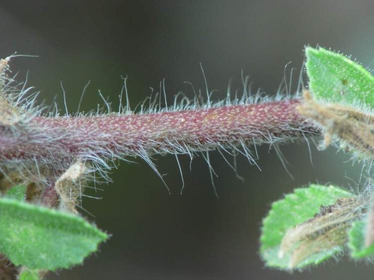 Ononis spinosa subsp. antiquorum (L.) Arcang.