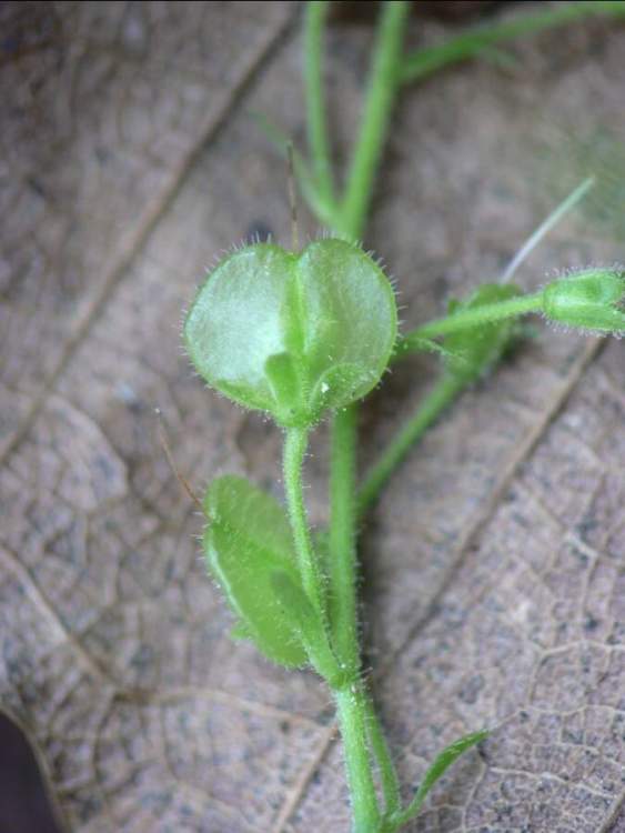 Veronica urticifolia Jacq.