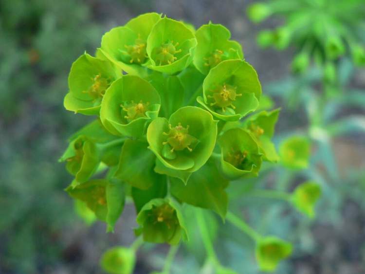 Euphorbia pithyusa L. subsp. cupanii (Guss.) A.R.Sm.