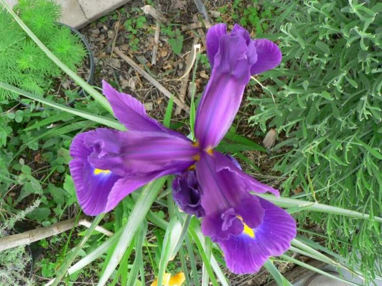 Iris xiphium L.