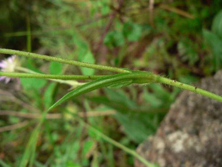 Knautia purpurea (Vill.) Borbas