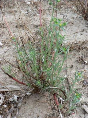 Euphorbia terracina - 