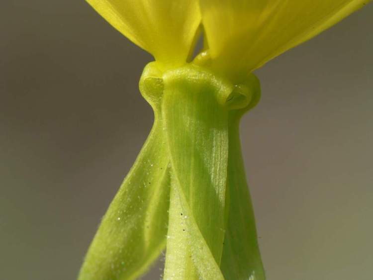 Oenothera stucchii