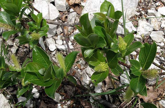Salix glabra Scop.