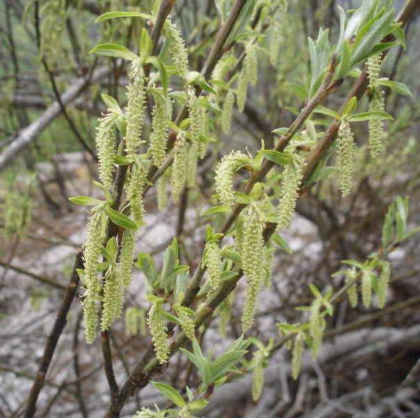 Salix eleagnos Scop.