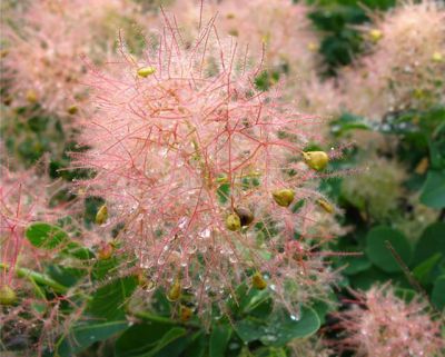 Cotinus coggygria - a
