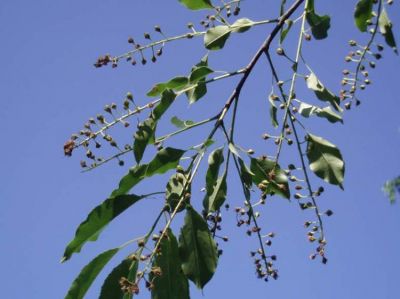 Prunus serotina Ehrh.