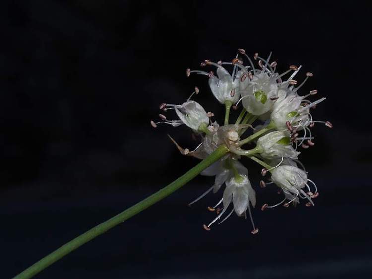 Allium ericetorum Thore