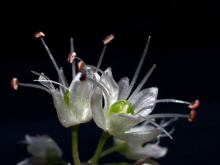 Allium ericetorum Thore
