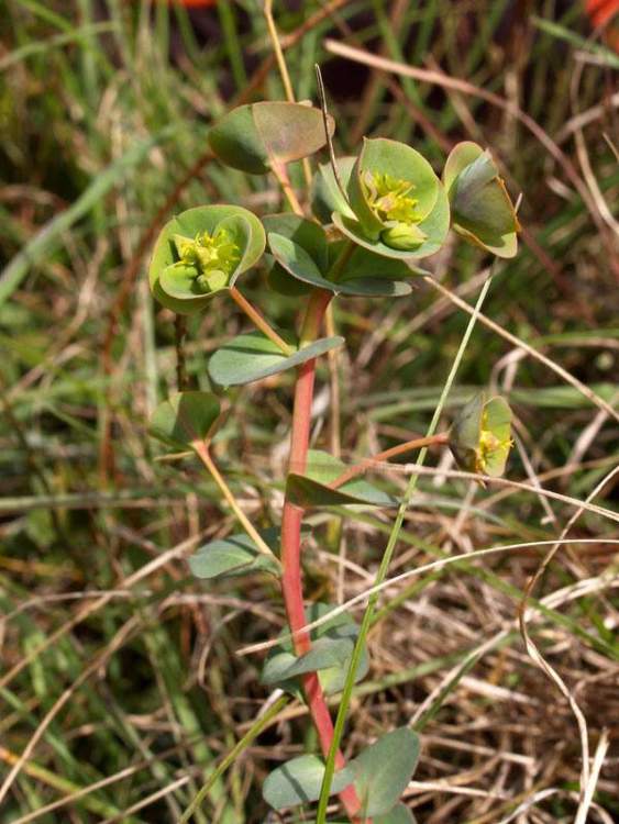 Euphorbia barrelieri Savi