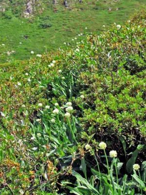 Allium victorialis - 