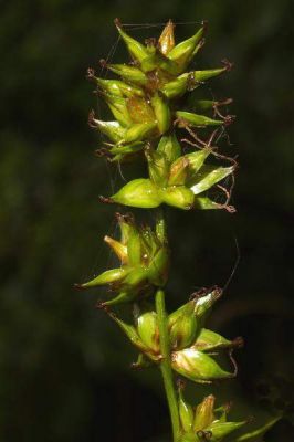 Carex spicata - a