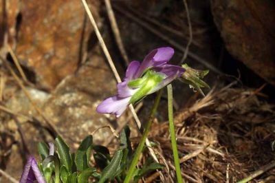 Viola valderia