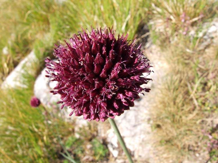 Round Headed Leek Allium sphaerocephalon L.