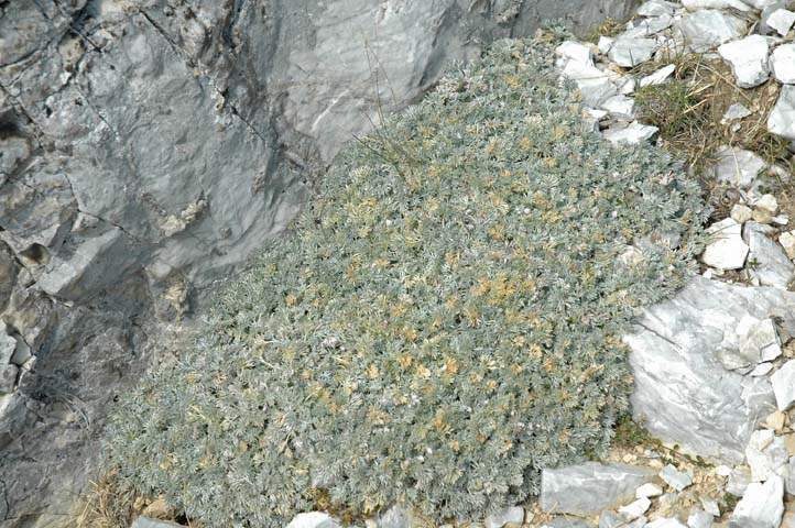 Artemisia nitida Bertol.