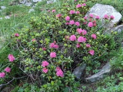 Rhododendron ferrugineum L. 