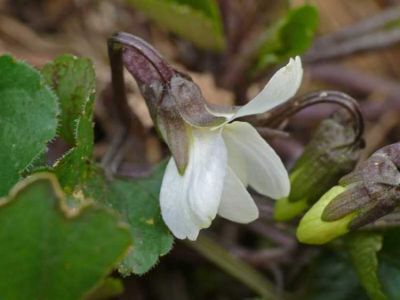 Viola alba Besser 