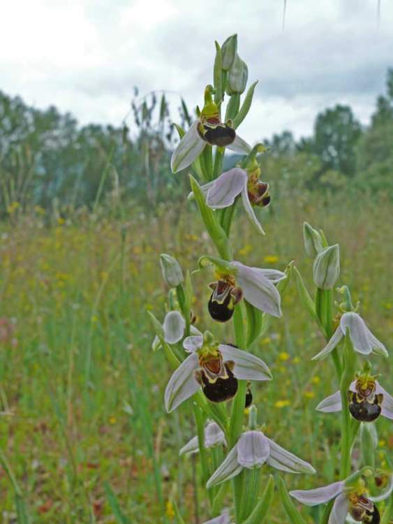 Ophrys apifera Huds.