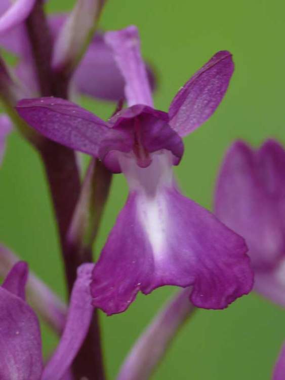 Orchis laxiflora Lam.