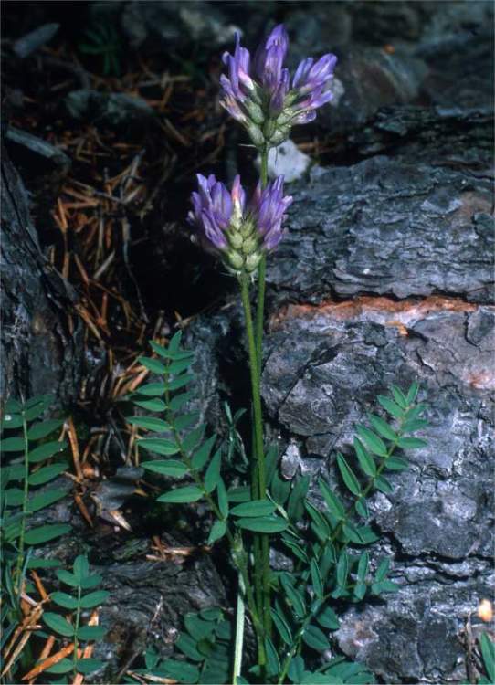 Astragalus leontinus Wulfen