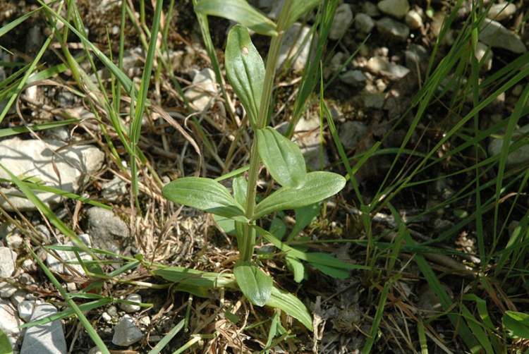 Centaurium erythraea Rafn