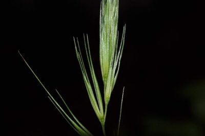 Brachypodium sylvaticum (Huds.) P. Beauv. 