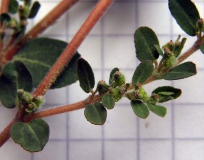 Chamaesyce prostrata (Aiton) Small 
