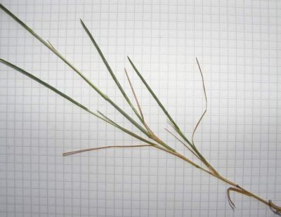 Hainardia cylindrica (Willd.) Greuter 
