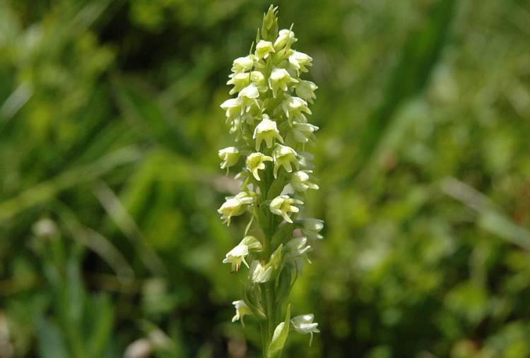 Pseudorchis albida (L.) Ã. Love & D. Love