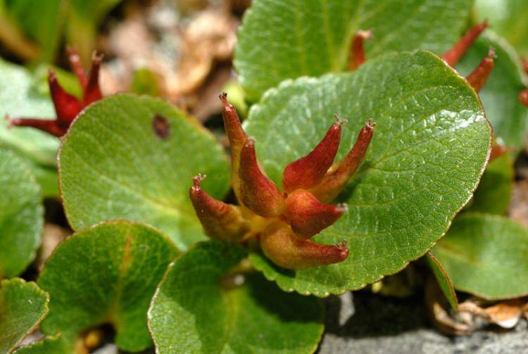 Salix herbacea L.