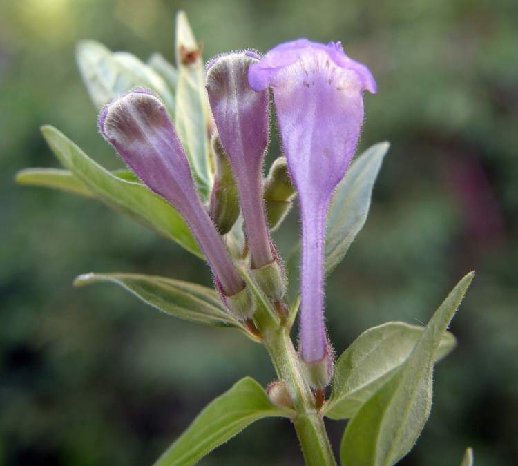 Scutellaria hastifolia L.
