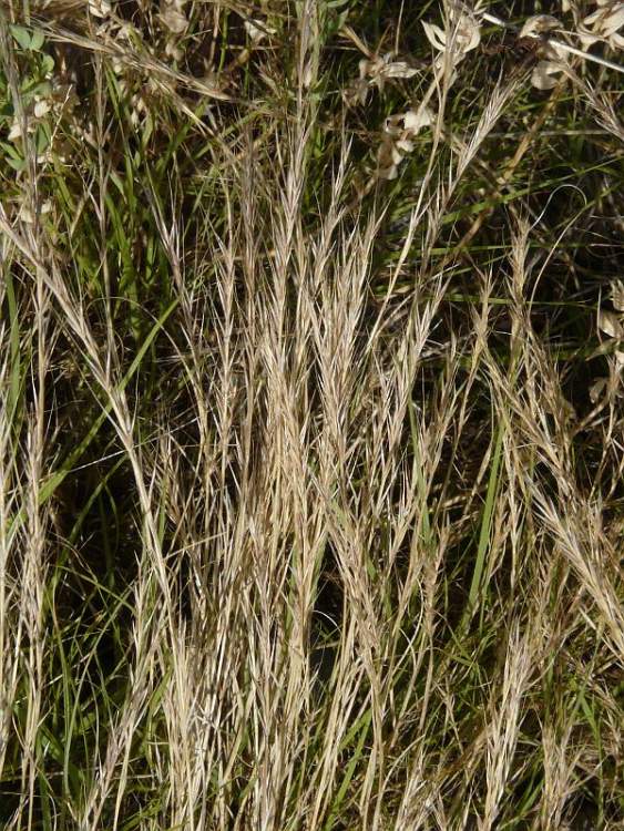 Rat's Tail Fescue Vulpia myuros (L.) Gmelin