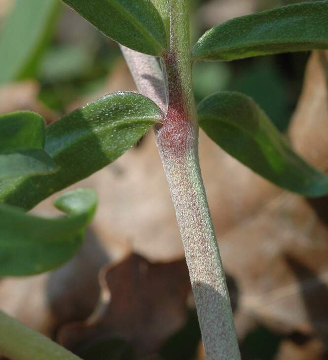 Anthyllis vulneraria L. subsp. weldeniana (Rchb.) Cullen x tricolor Vukot.