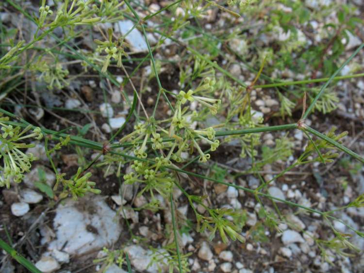 Asperula aristata L. f.