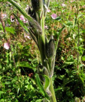 Delphinium fissum subsp. fissum - 
