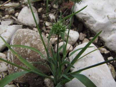Echinaria capitata