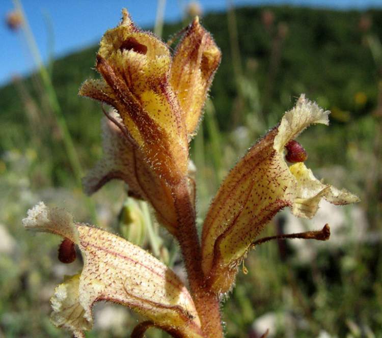 Orobanche alba Willd.