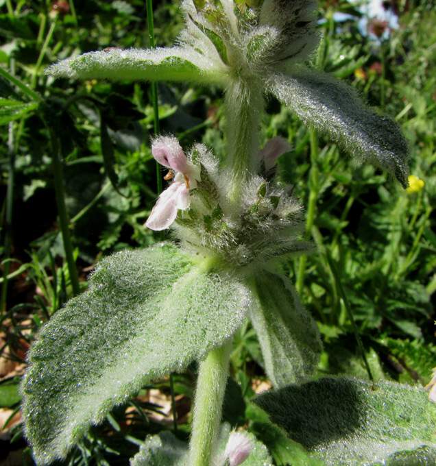 Stachys tymphaea Hausskn.