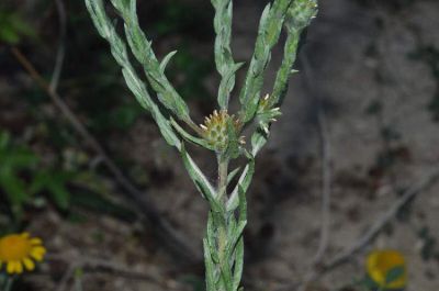 Filago germanica