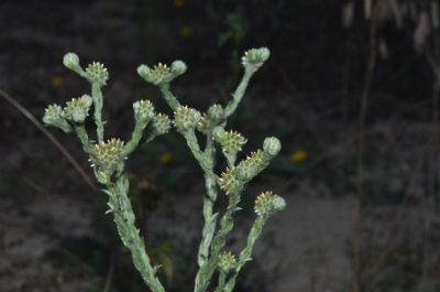 Filago germanica