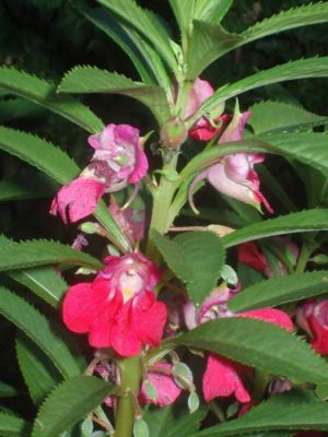 Impatiens balsamina