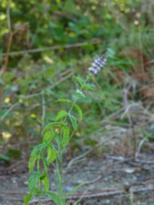 Mentha spicata subsp. glabrata) - a
