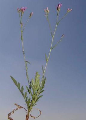 Serratula tinctoria subsp. tinctoria - 
