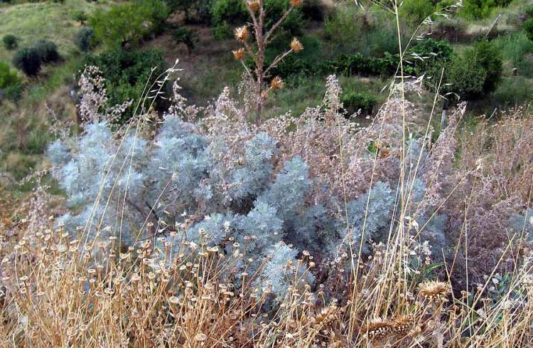 Artemisia arborescens (Vaill.) L.
