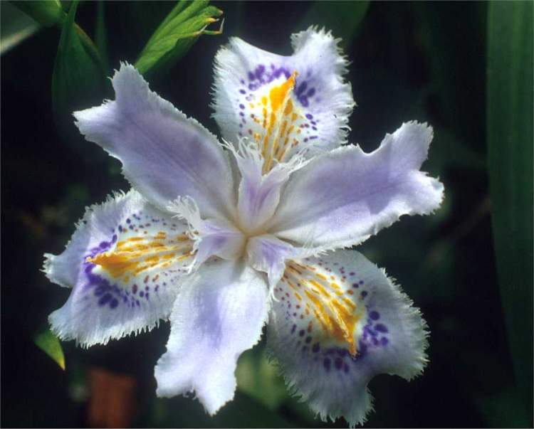 Iris japonica Thunb.