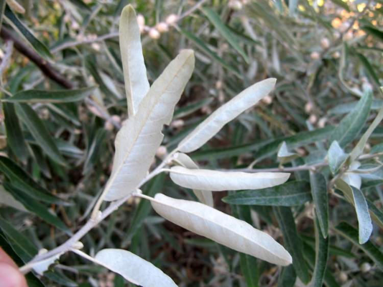 Elaeagnus angustifolia L.